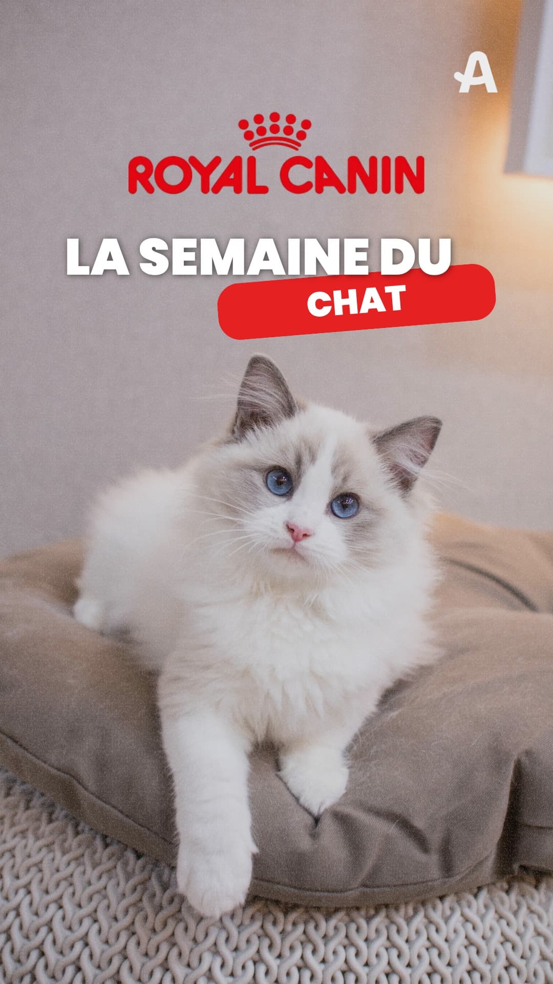 Semaine du Chat 2024