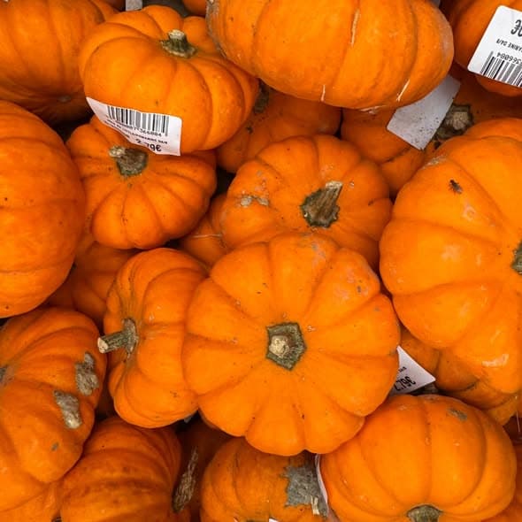 5ème coloquinte offerte